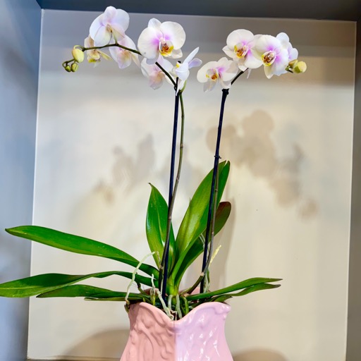 orquídeas en maceta