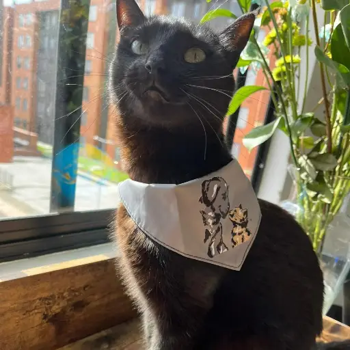 Pañoletas perros y gatos