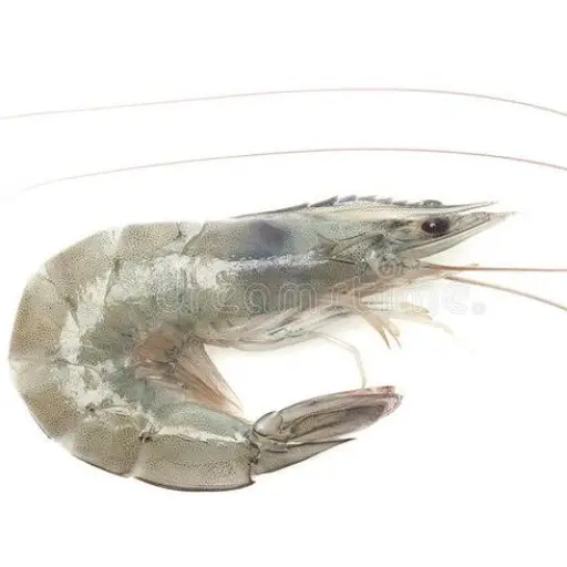 CAMARON CRISTAL 30-40 GRANDE